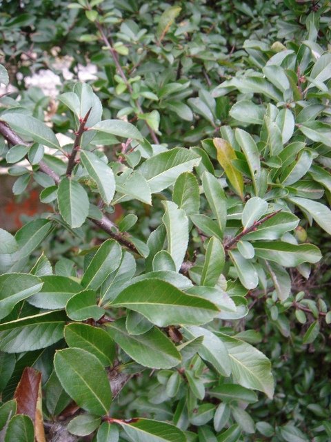 Pyracantha crenato-serrata 'Orange Glow' P1B (3)